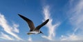 Sea Gull Flying Royalty Free Stock Photo