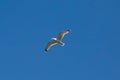 Sea gull flying in the sky Royalty Free Stock Photo