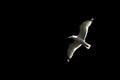Sea gull flying in the sky Royalty Free Stock Photo