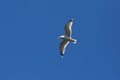 Sea gull flying in the sky Royalty Free Stock Photo