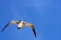 Sea gull flying the sky in mexico