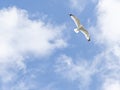 Sea Gull Flying on a Soft Blue Clouded Sky Royalty Free Stock Photo