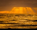 Sea Gull Flying in the Sun Beams Royalty Free Stock Photo