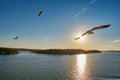Sea Gull flying into sunrays Royalty Free Stock Photo