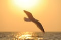 Sea gull flying to the sun Royalty Free Stock Photo