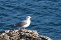 Sea-gull