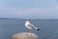 Sea gull in front of Cleveland Harbor West and East Pierhead Lighthouses Royalty Free Stock Photo