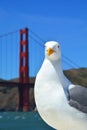 Sea gull in front the Golden Gate bridge Royalty Free Stock Photo