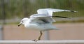 Sea Gull getting ready to take flight Royalty Free Stock Photo