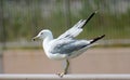 Sea Gull getting ready to take flight Royalty Free Stock Photo