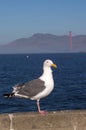 Sea Gull at Golden Gate Bridge Royalty Free Stock Photo