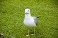 Sea gull on the grass. Seagull walks on green grass. gull walk in italy park. beautiful and funny seagull on green grass. The