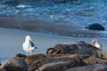 Sea gull by a group of seals in La jolla shore