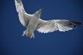 A Great Black-backed Gull flying against a bright blue sky on a sunny day. Royalty Free Stock Photo