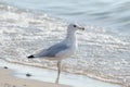 Sea gull hanging out on lake michigan shore Royalty Free Stock Photo