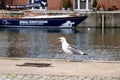 Sea gull in the harbor of the german city called Wismar