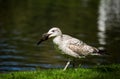 Sea Gull holding a bottle in its beak