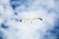 sea gull hovers in blue sky with white clouds Royalty Free Stock Photo