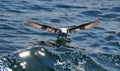 Sea gull landind in the water Royalty Free Stock Photo