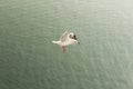 sea gull landing on the water of the Sea Royalty Free Stock Photo