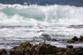 Sea gull ( larus argentatus ) Royalty Free Stock Photo