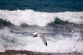 Sea gull ( larus argentatus ) Royalty Free Stock Photo