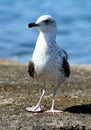 Sea gull - Larus argentatus Royalty Free Stock Photo