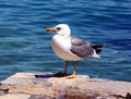 Sea gull - Larus argentatus Royalty Free Stock Photo