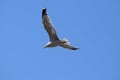 SEA GULL IN MID FLIGHT Royalty Free Stock Photo