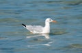 Sea gull migratory bird in the shore of qatar during the beginning of winter season. selective fcus Royalty Free Stock Photo