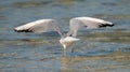 Sea gull migratory bird in the shore of qatar during the beginning of winter season. selective fcus Royalty Free Stock Photo
