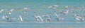 Sea gull migratory bird in the shore of qatar during the beginning of winter season. selective fcus Royalty Free Stock Photo