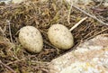 Sea gull nest Royalty Free Stock Photo