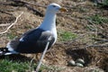 Sea Gull and Nest Royalty Free Stock Photo