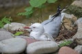 Sea-gull,nest Royalty Free Stock Photo