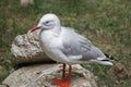 Sea-gull,nest Royalty Free Stock Photo