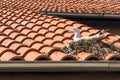 Sea gull nesting on roof