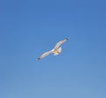 Sea gull open wing fly, clear blue sky background. Herring gull white color, under view Royalty Free Stock Photo