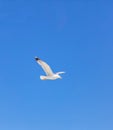 Sea gull open wing fly, clear blue sky background. Herring gull white color, under view Royalty Free Stock Photo