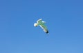 Sea gull open wing fly, clear blue sky background. Herring gull white color, under view Royalty Free Stock Photo