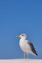 A sea gull over the background of the blue sky. Royalty Free Stock Photo