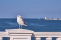 A sea gull over the background of the sea and the lighthouse. Royalty Free Stock Photo