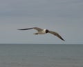 Sea Gull over ocean Royalty Free Stock Photo