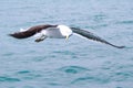 A sea gull over the ocean Royalty Free Stock Photo