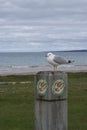 Seagull Perched