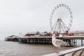Sea gull pictured in front of Central Pier on Blackpool beach Royalty Free Stock Photo
