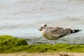 Sea gull with prey in its beak. Fat seagull on the beach holds in its beak caught crab. Royalty Free Stock Photo