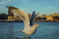 Sea gull ready to fly