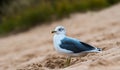 Sea Gull Resting on a Sand Dune