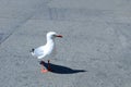 A sea gull on the road